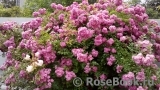 Super Excelsa Super Excelsa