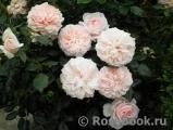 Garden of Roses Garden of Roses