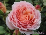 Abraham Darby Abraham Darby