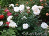 Lions Rose Lions Rose