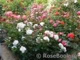 Lions Rose Lions Rose