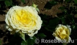 Rosemary Murray