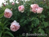 Abraham Darby Abraham Darby