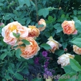 Lady of Shalott Lady of Shalott