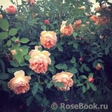 Lady of Shalott Lady of Shalott