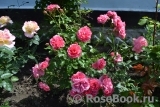 Rosarium Uetersen Rosarium Uetersen