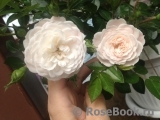 Starlet ®-Rose Alina ® Starlet ®-Rose Alina ®