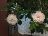 Starlet ®-Rose Alina ® Starlet ®-Rose Alina ®
