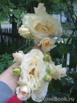 Schneewalzer Schneewalzer
