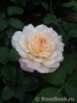 Chandos Beauty Chandos Beauty