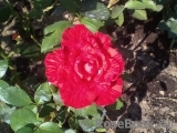 Red Intuition Red Intuition
