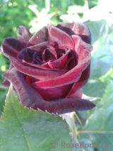 Black Baccara Black Baccara