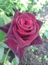 Black Baccara Black Baccara