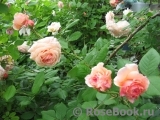 A Shropshire Lad A Shropshire Lad