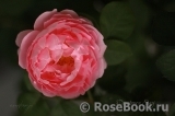 Constance Spry Constance Spry