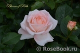 Bloom of Ruth Bloom of Ruth