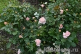 Bloom of Ruth Bloom of Ruth