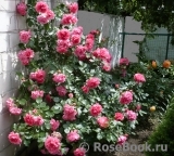 Rosarium Uetersen Rosarium Uetersen