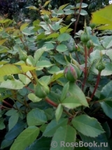 Crocus Rose® Crocus Rose®