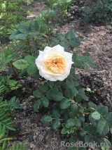 Crocus Rose® Crocus Rose®