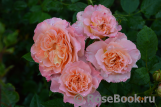 Augusta Luise Augusta Luise