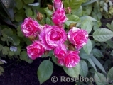 Pink Flash Pink Flash