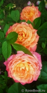 Briosa ® Briosa ®