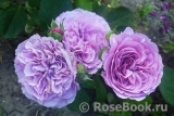 Lavender Ice Lavender Ice