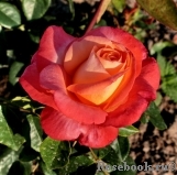 Frohsinn 82 Frohsinn 82