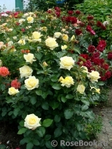 Wainwright Rose, The Wainwright Rose, The