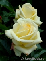 Wainwright Rose, The Wainwright Rose, The