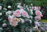Abraham Darby Abraham Darby