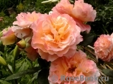 Augusta Luise Augusta Luise