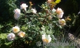 Crocus Rose® Crocus Rose®