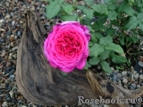 Johann Wolfgang von Goethe Rose® Johann Wolfgang von Goethe Rose®