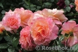 Augusta Luise Augusta Luise