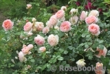 Abraham Darby Abraham Darby