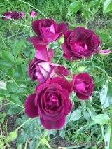 Burgundy Ice Burgundy Ice