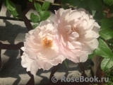 Generous Gardener, The Generous Gardener, The