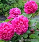 Princess Anne Princess Anne