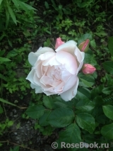 Generous Gardener, The Generous Gardener, The