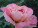 Augusta Luise Augusta Luise