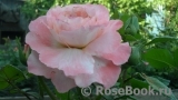 Augusta Luise Augusta Luise