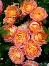 Briosa ® Briosa ®