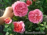Boscobel Boscobel