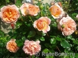 Abraham Darby Abraham Darby