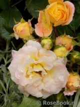 Peach Drift ® Peach Drift ®