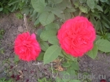 Falstaff® Falstaff®
