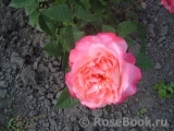 Augusta Luise Augusta Luise