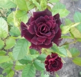 Black Beauty Black Beauty